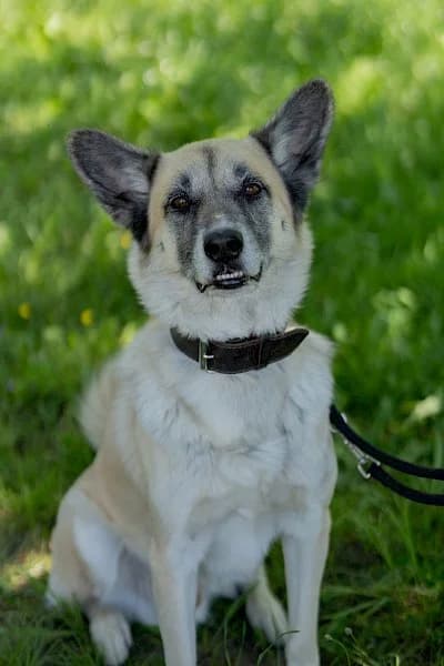Chester, German Shepherd (Tierheim Troisdorf)