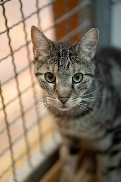 Coco,  European Shorthair for adoption at Tierheim Troisdorf