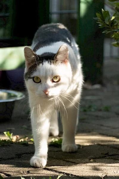Elsa,  European Shorthair for adoption at Tierheim Troisdorf