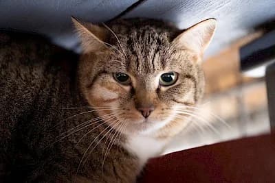 Felia,  European Shorthair for adoption at Tierheim Troisdorf