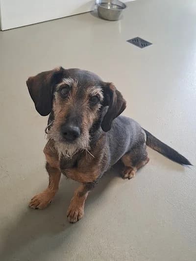 Flo,  Dachshund for adoption at Tierheim Troisdorf