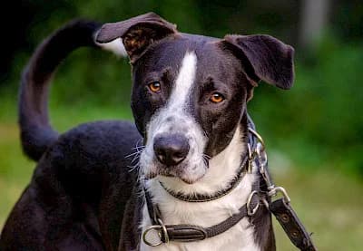 Floki, Mixed Breed (Tierheim Troisdorf)
