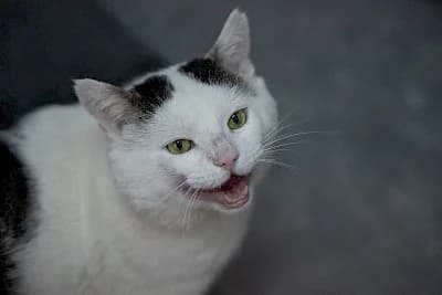 Gunnar, male European Shorthair for adoption at Tierheim Troisdorf