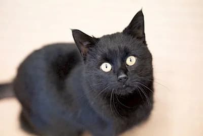 Haru,  European Shorthair for adoption at Tierheim Troisdorf