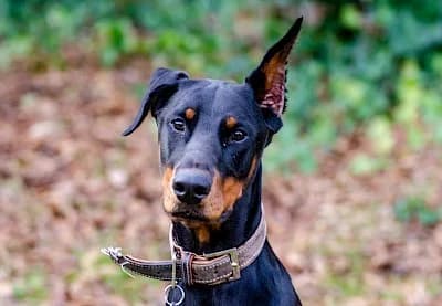 Ikarus,  Doberman for adoption at Tierheim Troisdorf