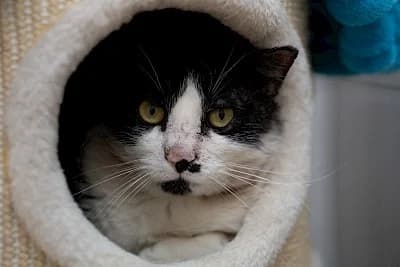 Jasper, male European Shorthair for adoption at Tierheim Troisdorf