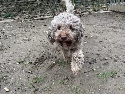 Julien, male Lagotto Romagnolo for adoption at Tierheim Troisdorf