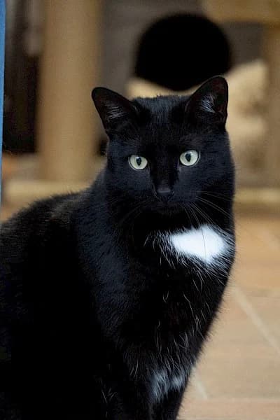 Liana,  European Shorthair for adoption at Tierheim Troisdorf