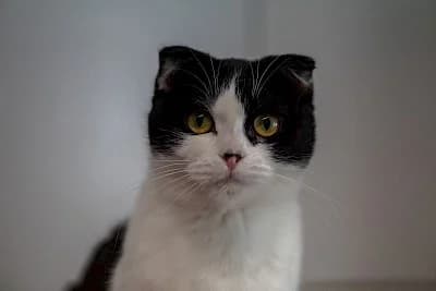 Lisbet,  Scottish Fold for adoption at Tierheim Troisdorf