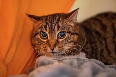 Lori,  European Shorthair for adoption at Tierheim Troisdorf