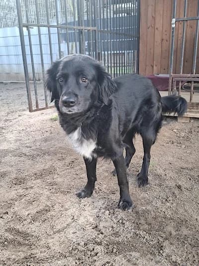 Lotta,  Mixed Breed for adoption at Tierheim Troisdorf
