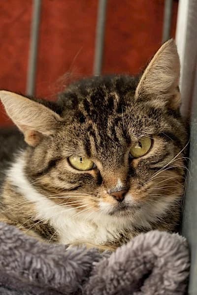 Mandy,  puppy European Shorthair for adoption at Tierheim Troisdorf