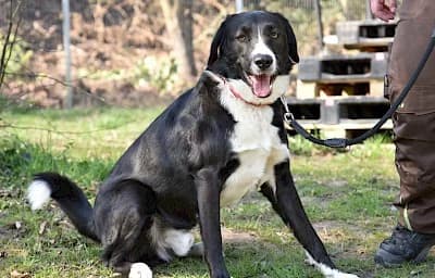 Marley,  Mixed Breed for adoption at Tierheim Troisdorf