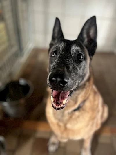 Nala, Belgian Malinois (Tierheim Troisdorf)