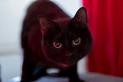 Nina,  European Shorthair for adoption at Tierheim Troisdorf