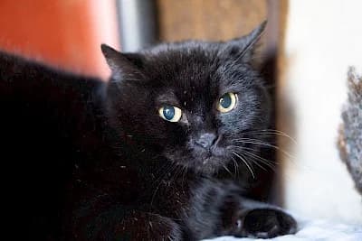 Nori, male European Shorthair for adoption at Tierheim Troisdorf