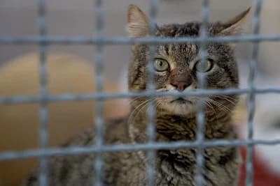 Peter,  European Shorthair for adoption at Tierheim Troisdorf