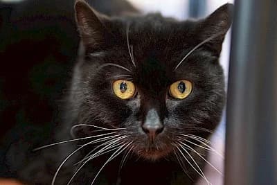 Peyton, male European Shorthair for adoption at Tierheim Troisdorf