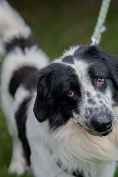 Pongo, female Border Collie for adoption at Tierheim Troisdorf