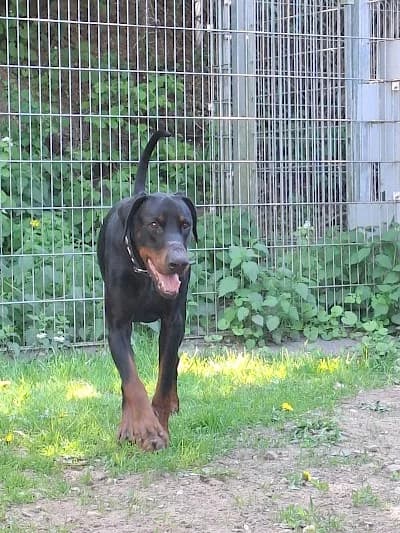 Ragnar,  Doberman for adoption at Tierheim Troisdorf