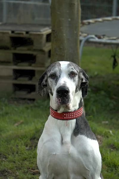 Sarah, female Great Dane for adoption at Tierheim Troisdorf
