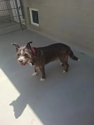 Sigrid, female Mixed Breed for adoption at Tierheim Troisdorf