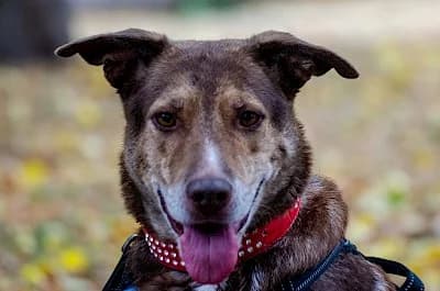 Xena, female Mixed Breed for adoption at Tierheim Troisdorf