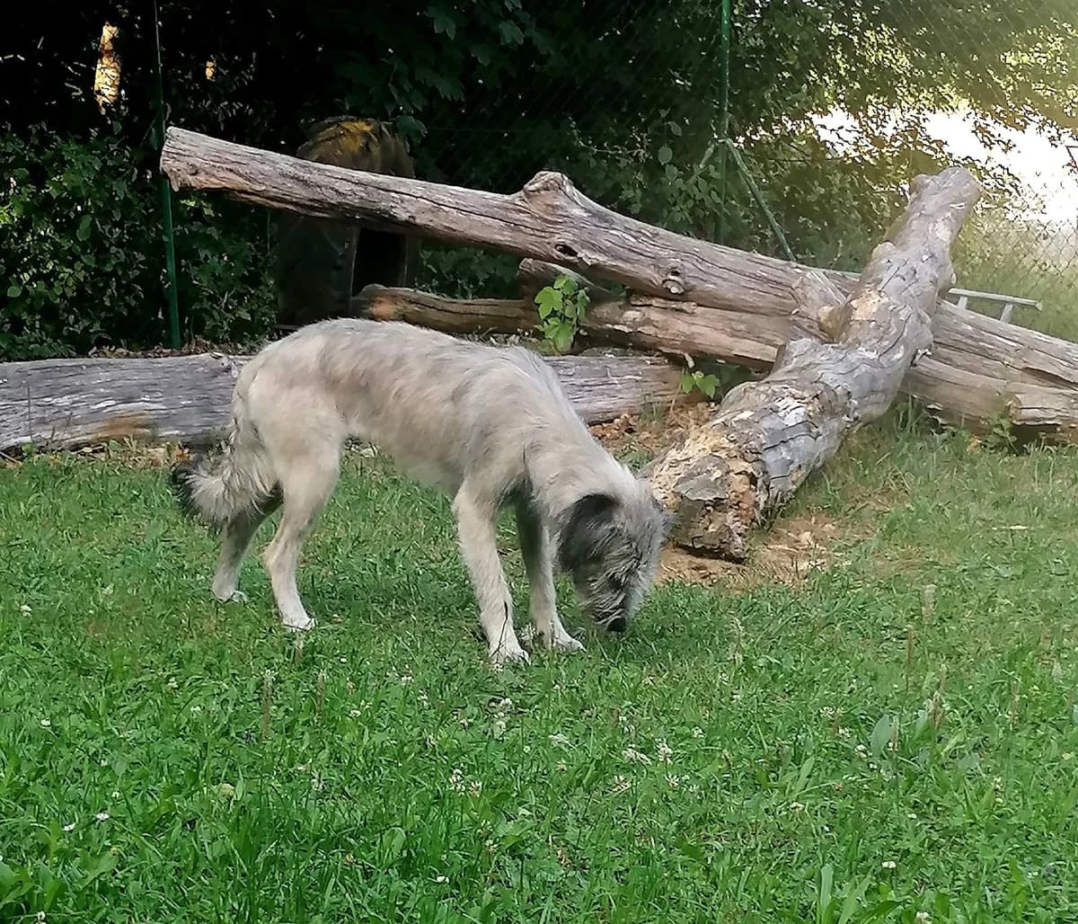 Alexia, female young Mixed Breed for adoption at Tierheim Tuttlingen