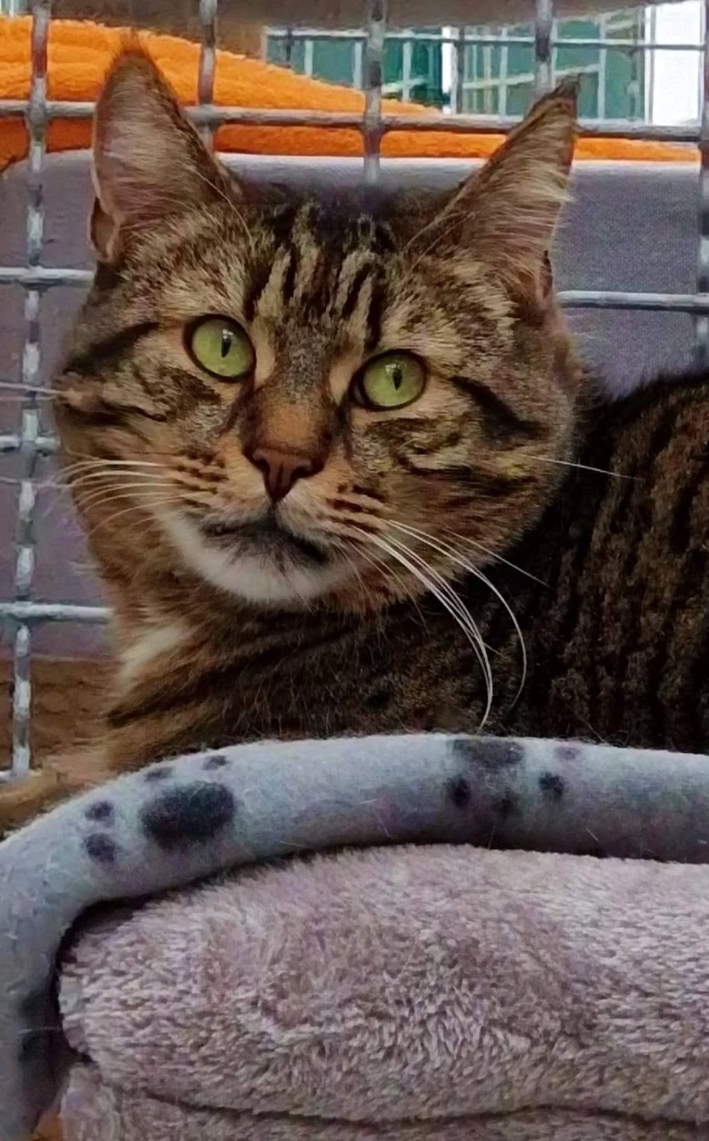 Sisu, female 7yo Mixed Breed for adoption at Tierheim Tuttlingen
