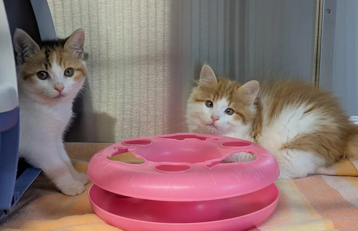 ADAM und EVA, male puppy European Shorthair for adoption at Tierheim Ulm, Ulm