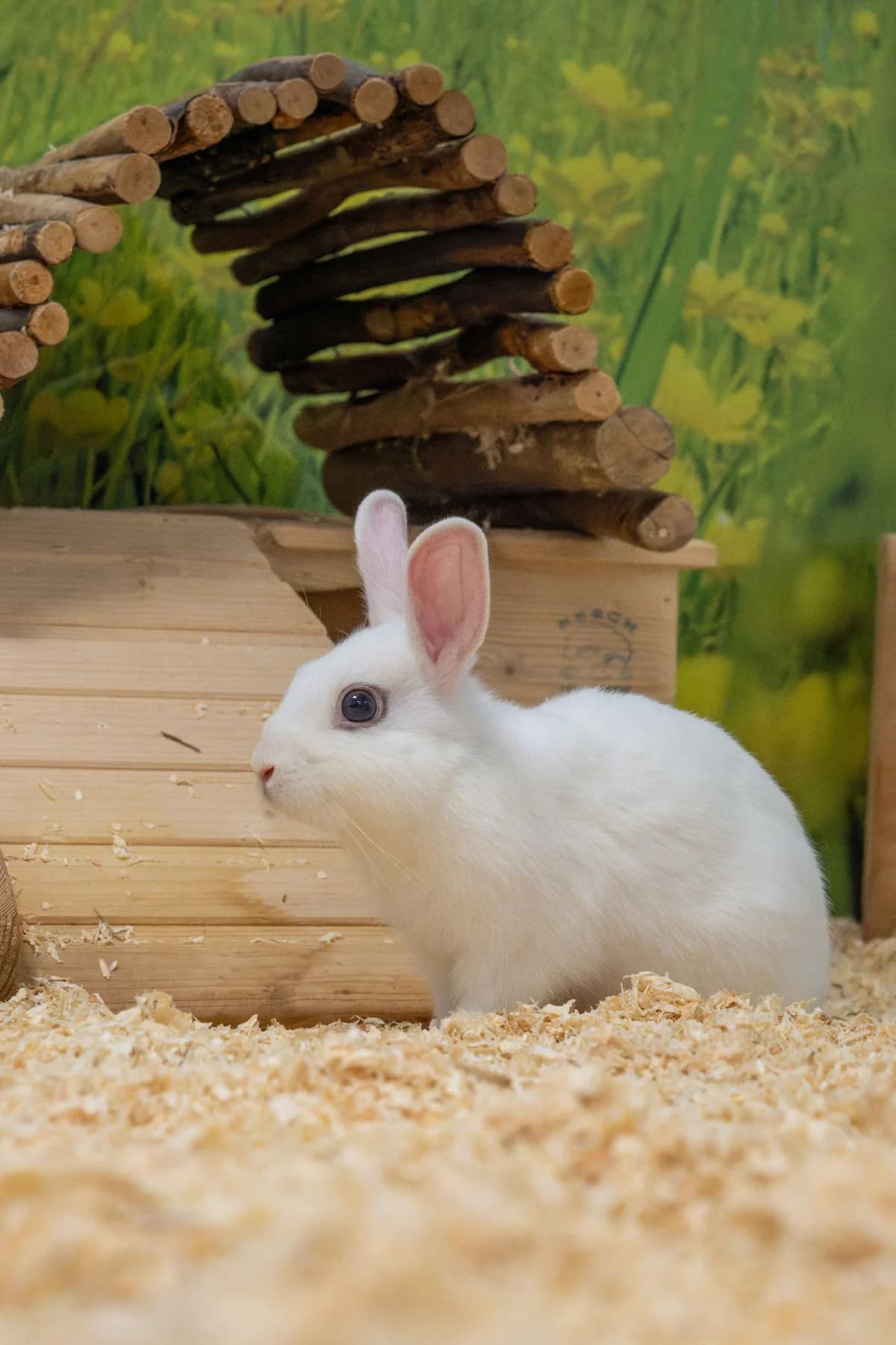 Aioli, female mixed breed for adoption at Tierheim Ulm, Ulm