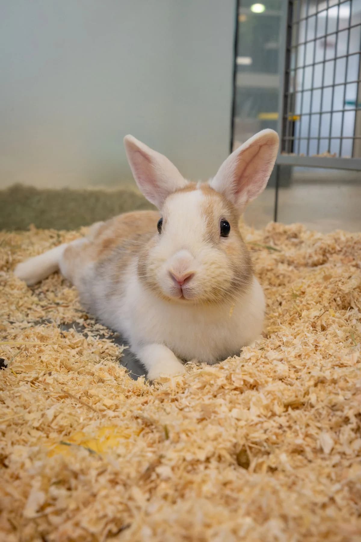 Amira, female mixed breed for adoption at Tierheim Ulm, Ulm