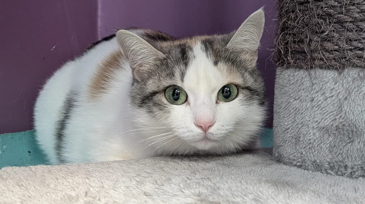 Anastasia, female 5yo European Shorthair for adoption at Tierheim Ulm, Ulm