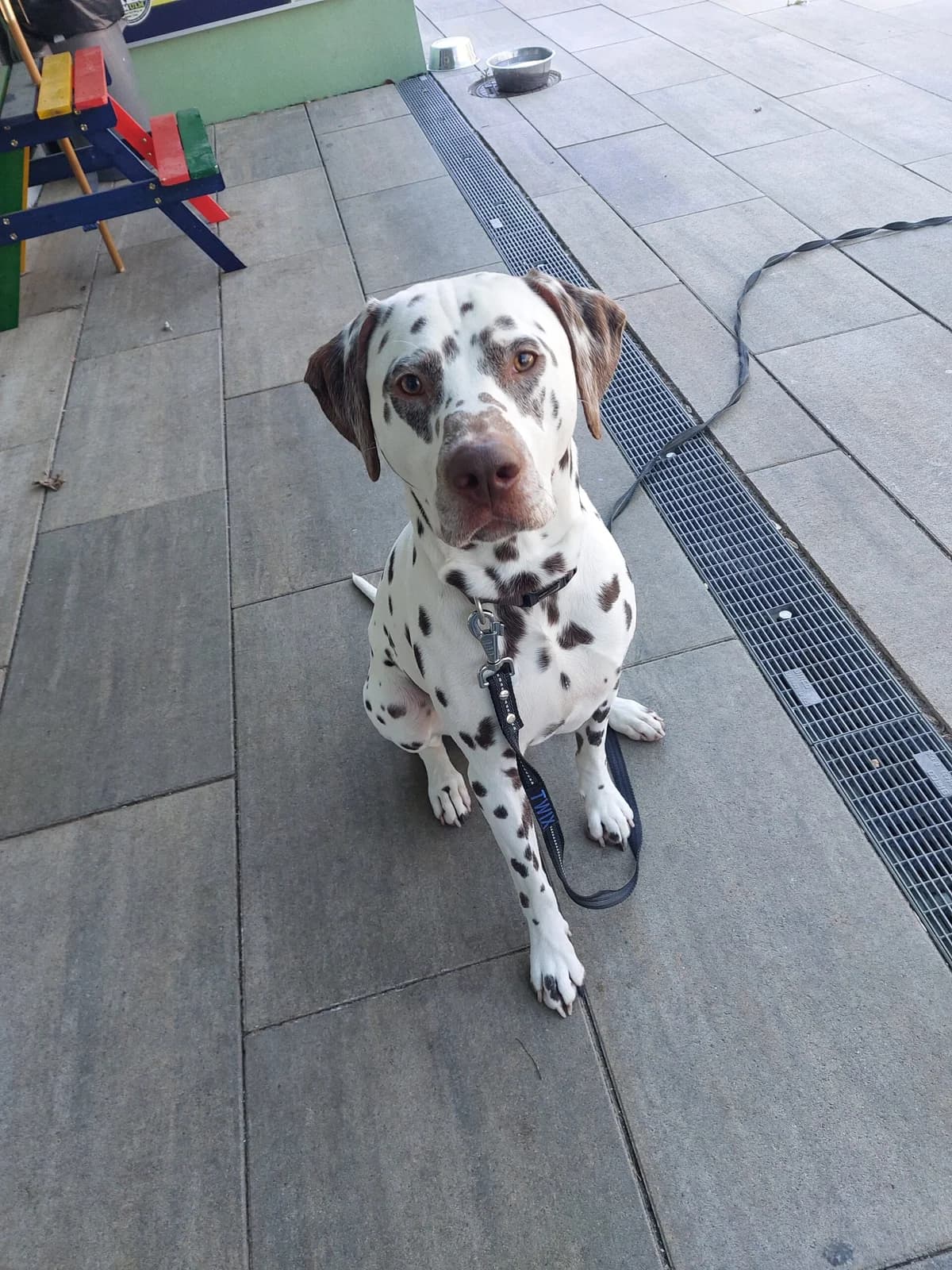 Anton, male young mixed breed for adoption at Tierheim Ulm, Ulm