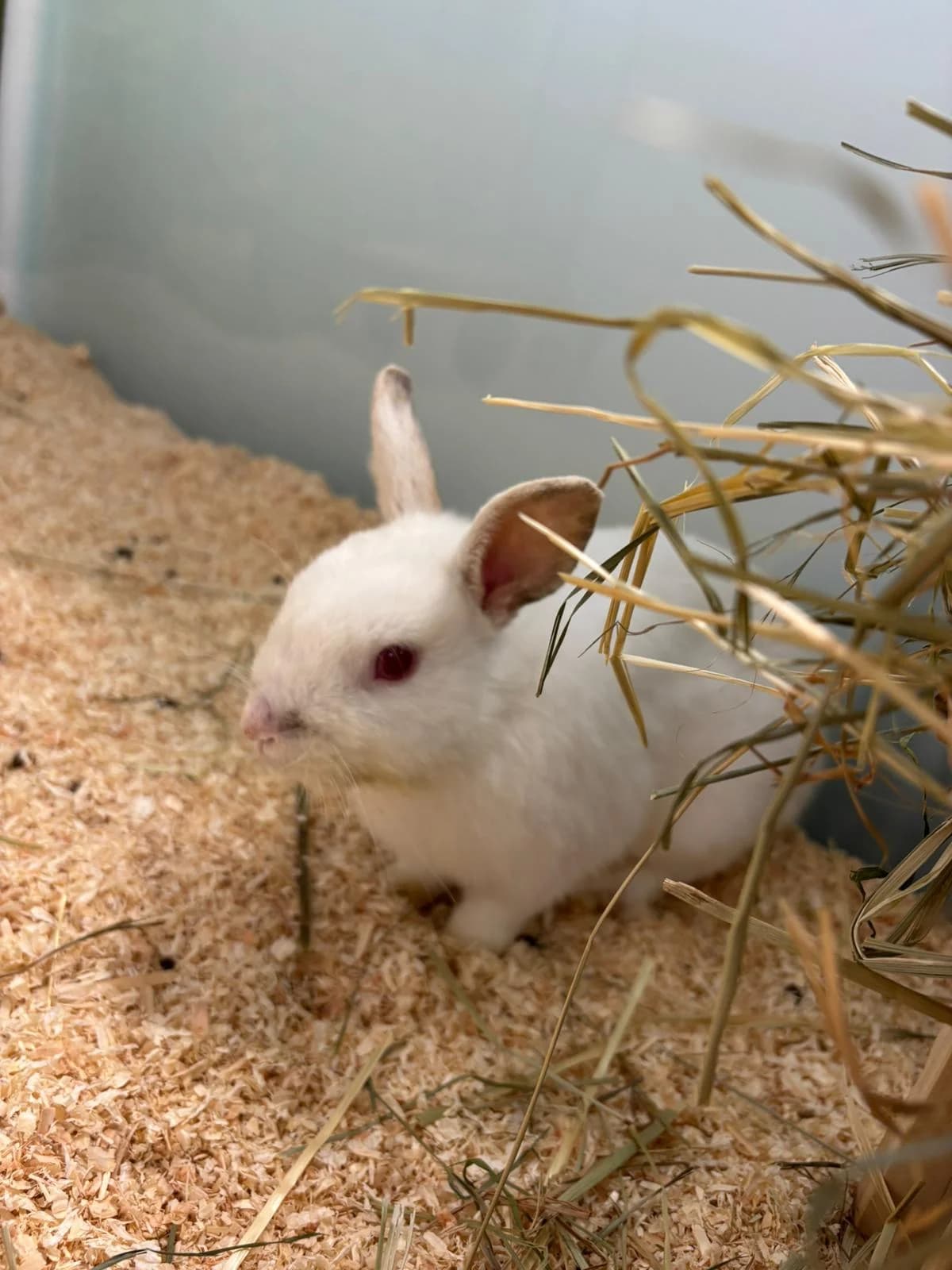 Apollo, male mixed breed for adoption at Tierheim Ulm, Ulm