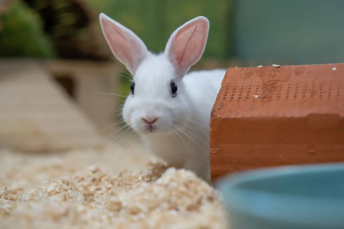 Arktis, female mixed breed for adoption at Tierheim Ulm, Ulm