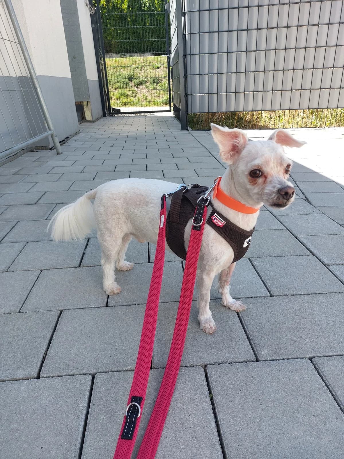 Buddy, male 6yo Maltese for adoption at Tierheim Ulm, Ulm
