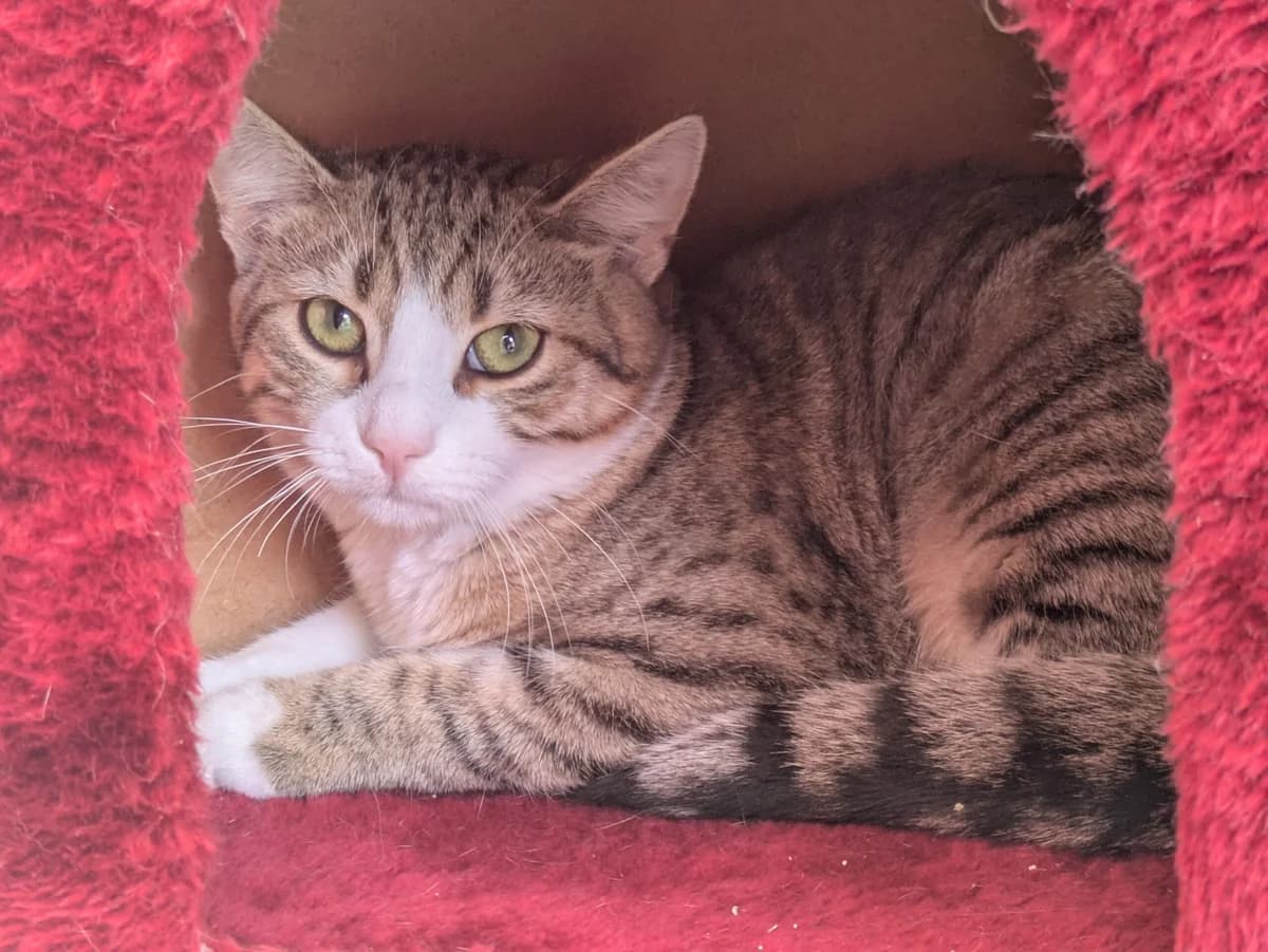 Felino, male puppy European Shorthair for adoption at Tierheim Ulm, Ulm