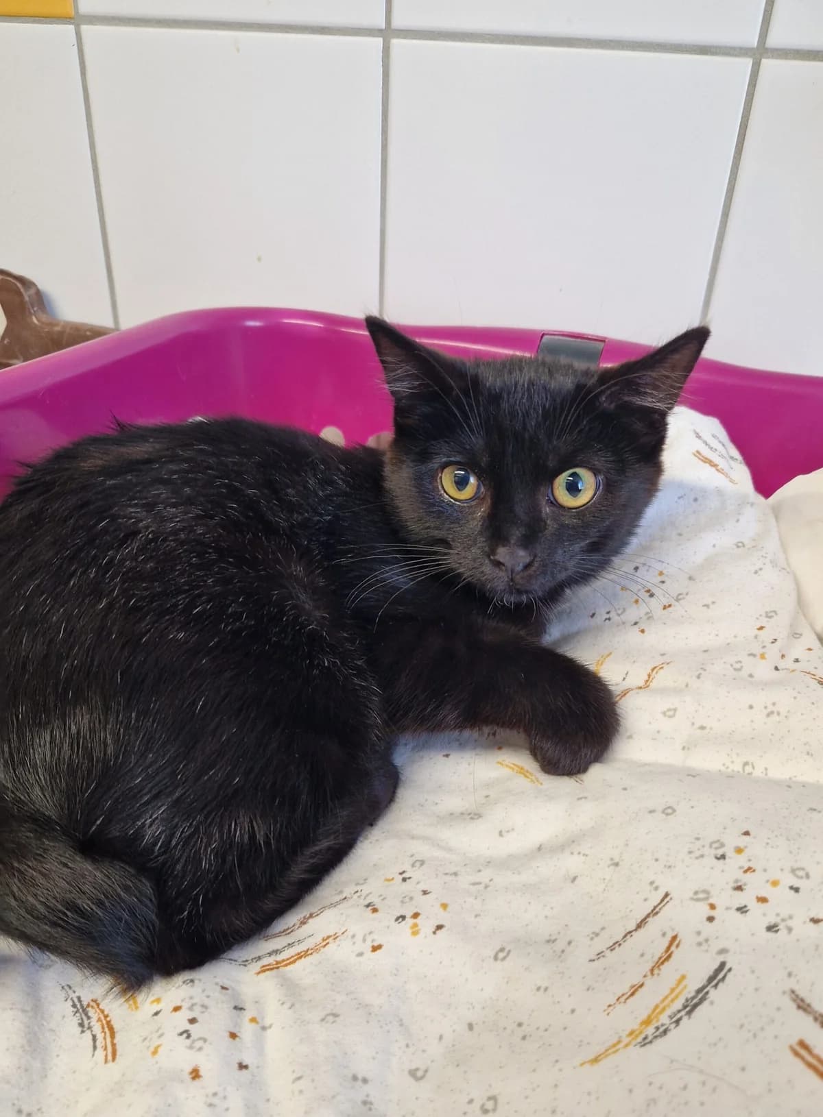 Freddy, male puppy European Shorthair for adoption at Tierheim Ulm, Ulm