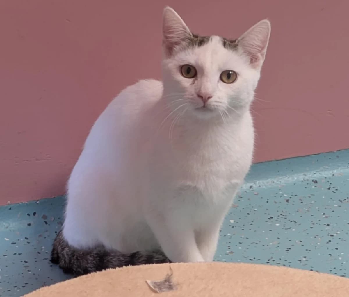 Frieda, female puppy European Shorthair for adoption at Tierheim Ulm, Ulm