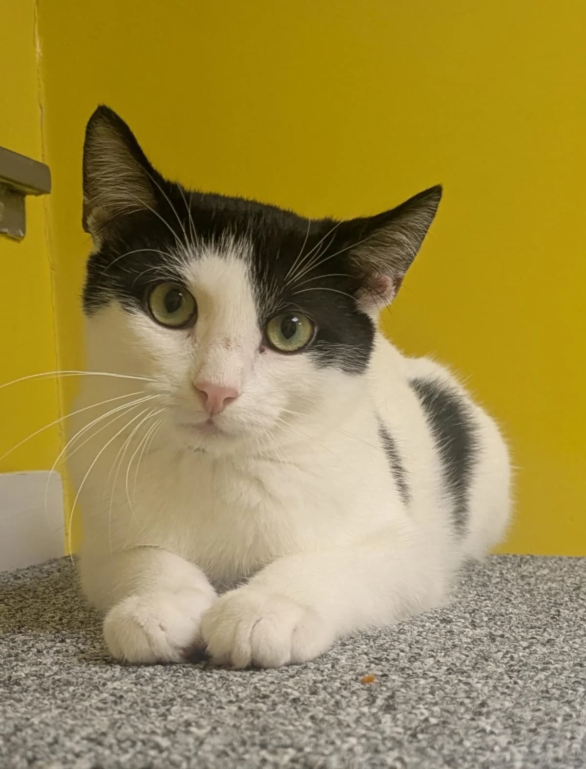Giszmo,  puppy European Shorthair for adoption at Tierheim Ulm, Ulm
