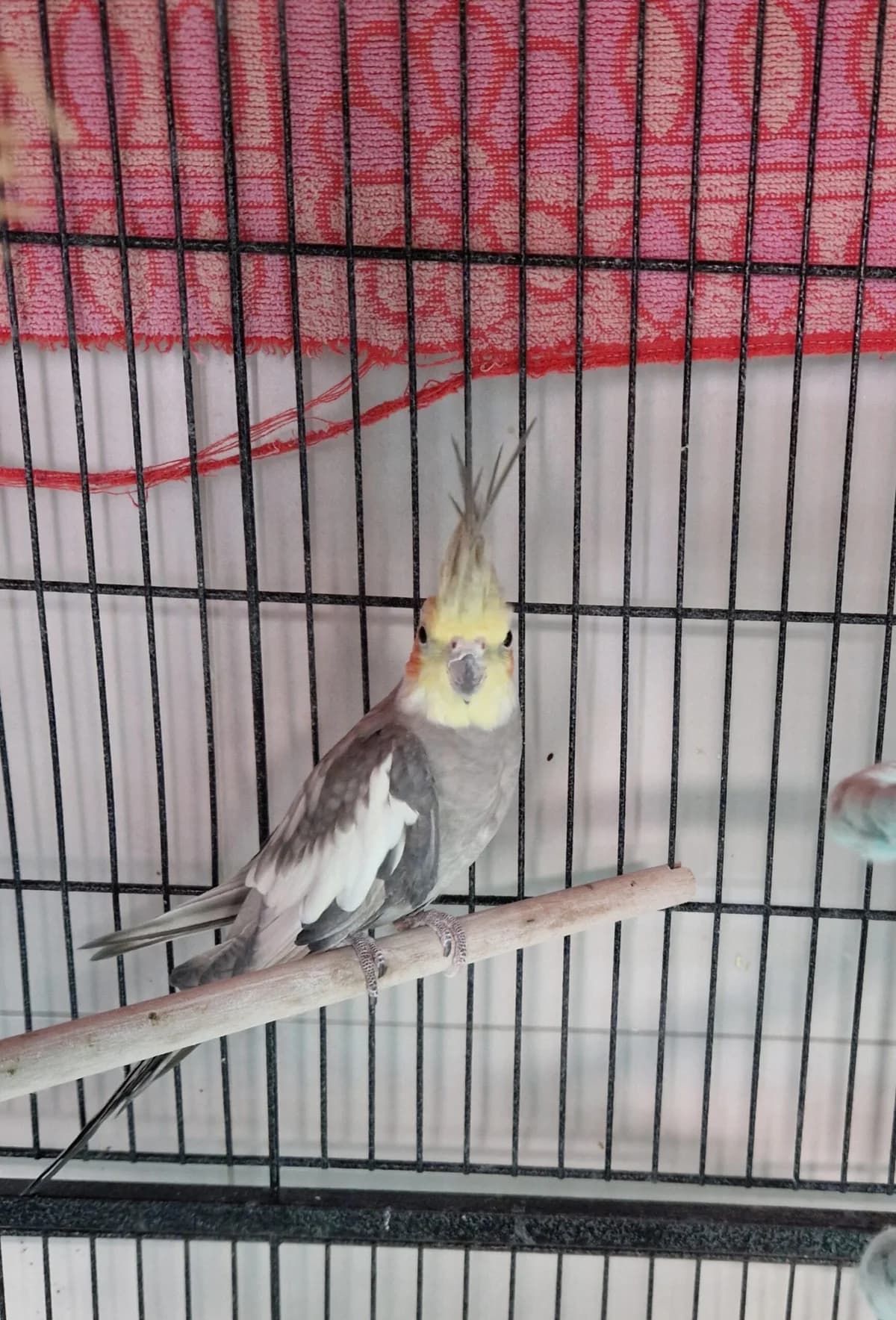 Gudrun, female mixed breed for adoption at Tierheim Ulm, Ulm