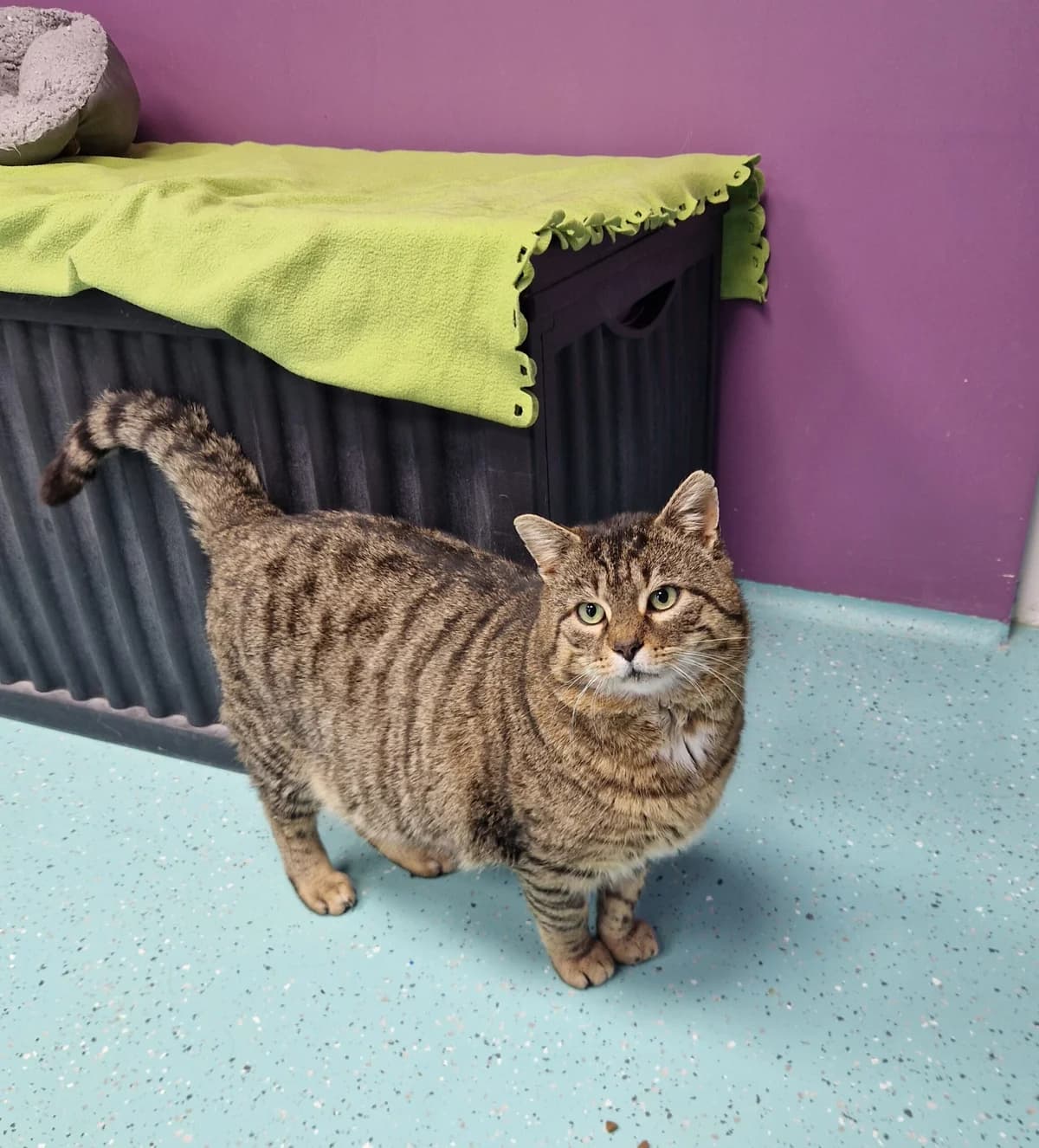 Heinrich, male European Shorthair for adoption at Tierheim Ulm, Ulm