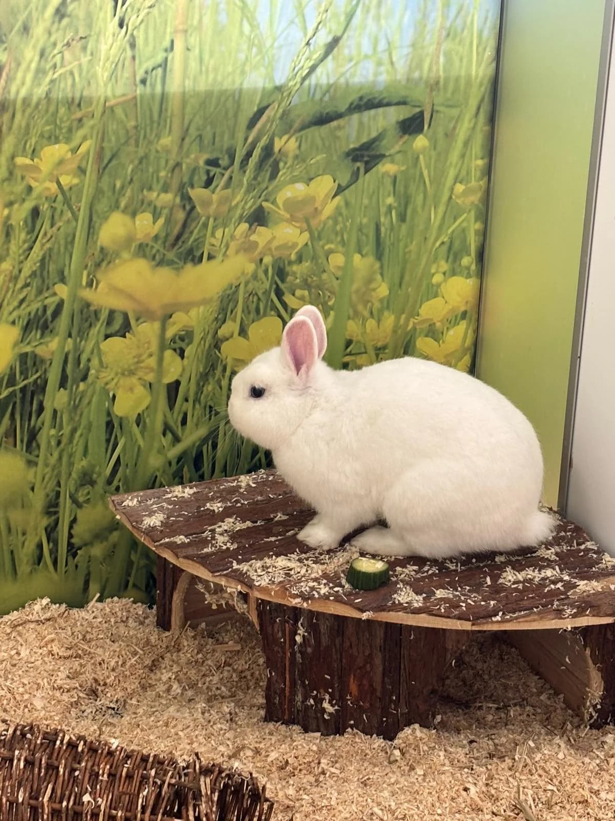 Herbert,  (Tierheim Ulm)