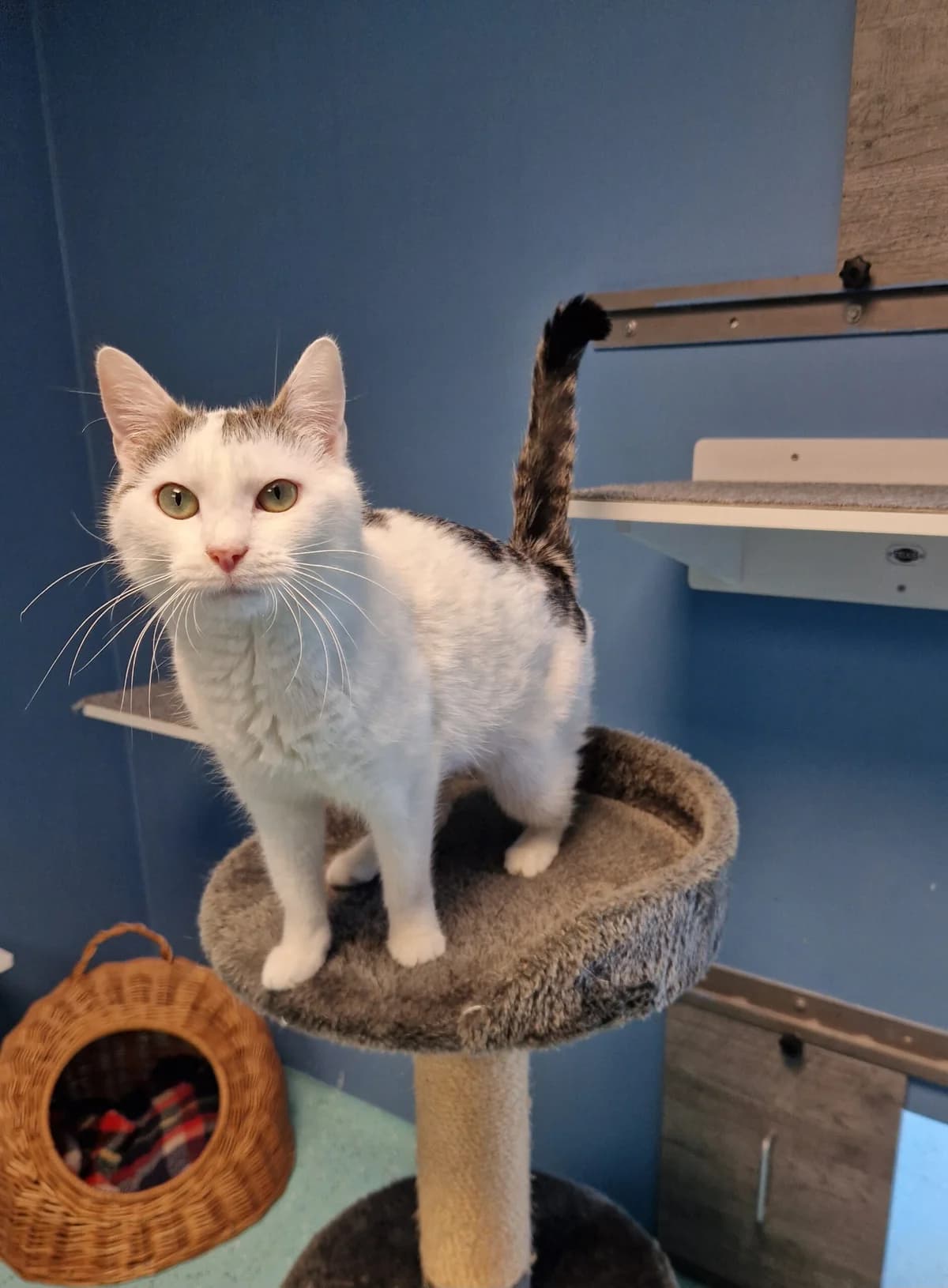 Isolde, female European Shorthair for adoption at Tierheim Ulm, Ulm