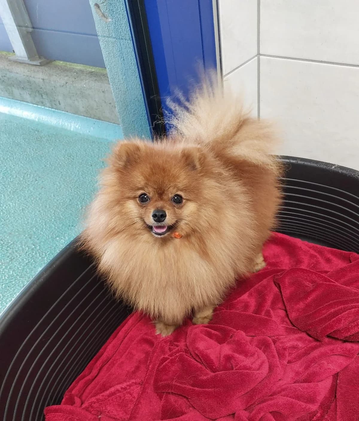 Mailo, male 5yo Pomeranian for adoption at Tierheim Ulm, Ulm