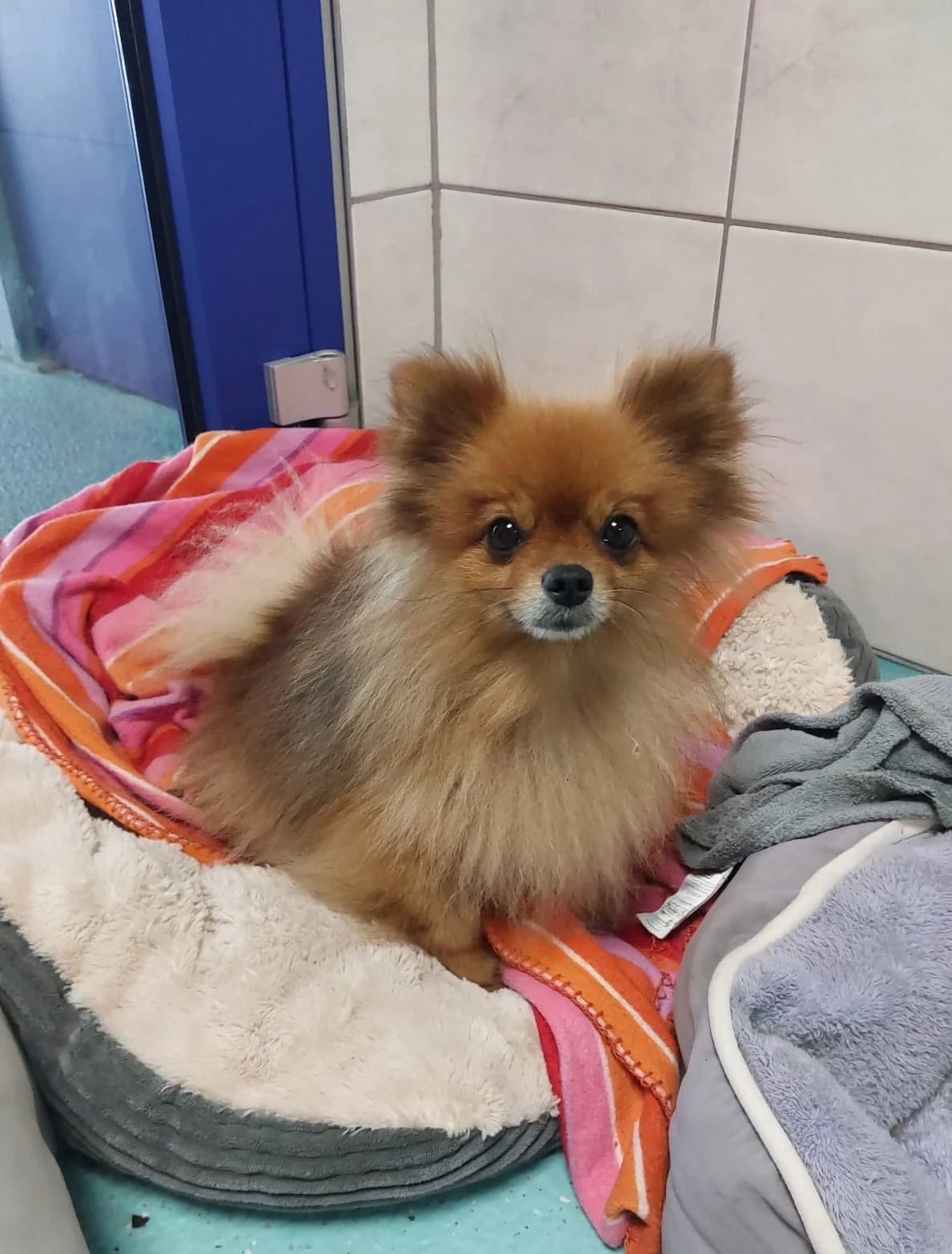 Mette, female 5yo Pomeranian for adoption at Tierheim Ulm, Ulm