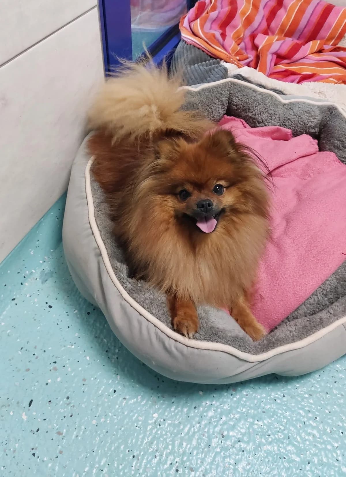 Mia, female 5yo Pomeranian for adoption at Tierheim Ulm, Ulm