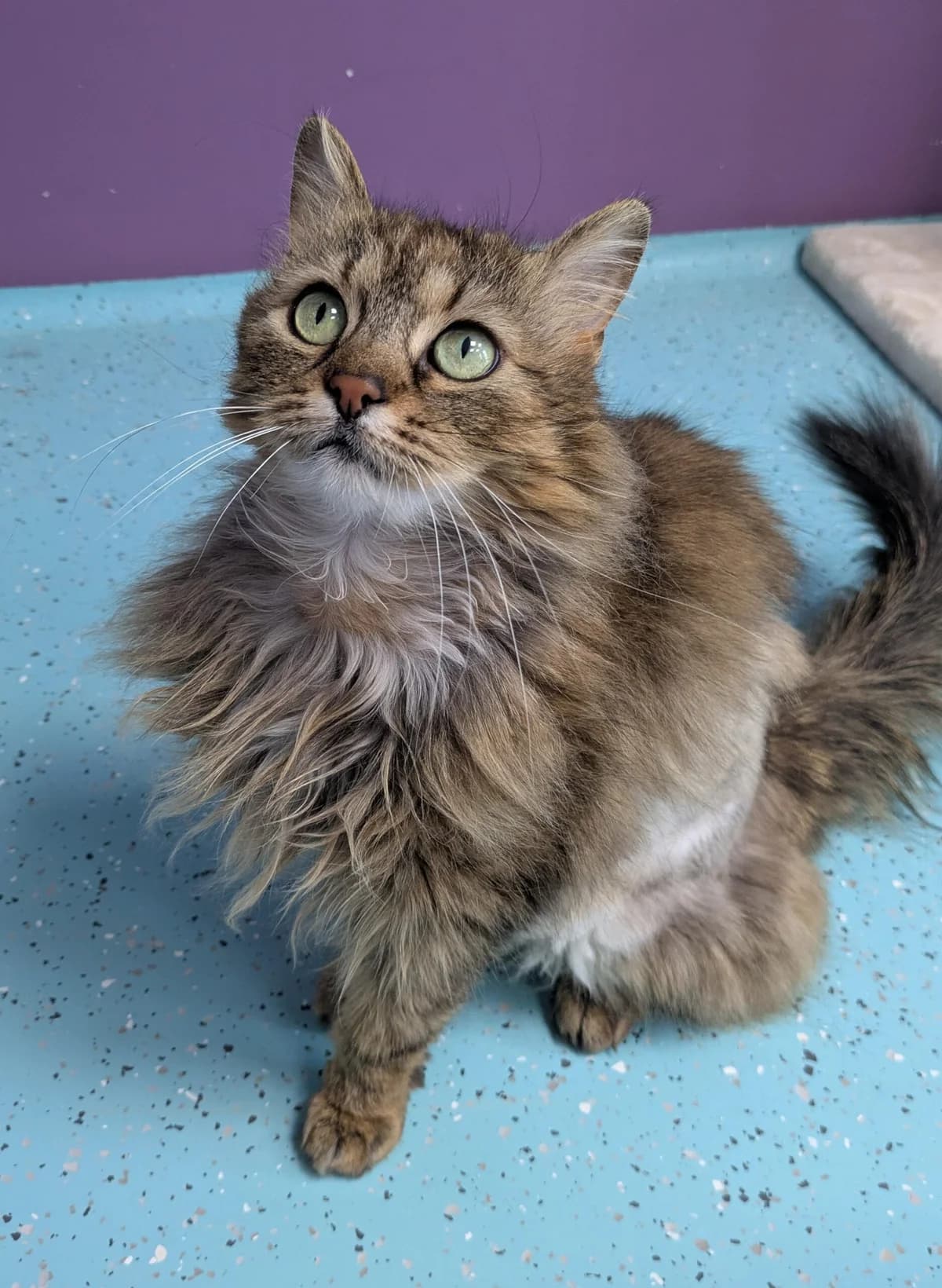 Mimi, female 4yo mixed breed for adoption at Tierheim Ulm, Ulm