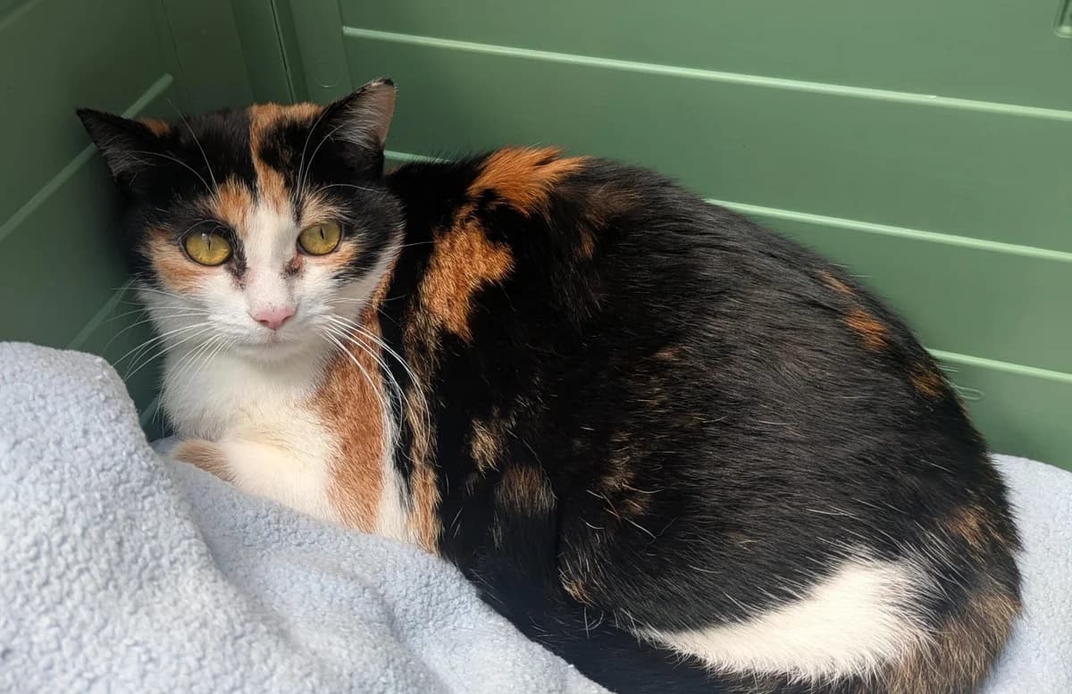 Patty, female 5yo European Shorthair for adoption at Tierheim Ulm, Ulm